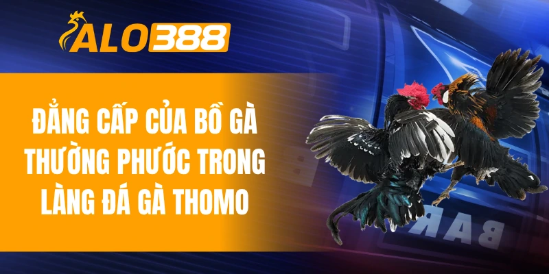 Đẳng cấp của bồ gà Thường Phước trong làng đá gà Thomo