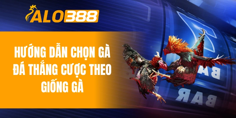 Hướng dẫn chọn gà đá thắng cược theo giống gà