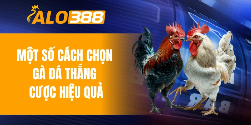 Một số cách chọn gà đá thắng cược hiệu quả