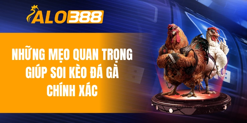Những mẹo quan trọng giúp soi kèo đá gà chính xác