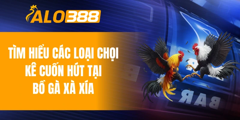 Tìm hiểu các loại chọi kê cuốn hút tại bồ gà Xà Xía