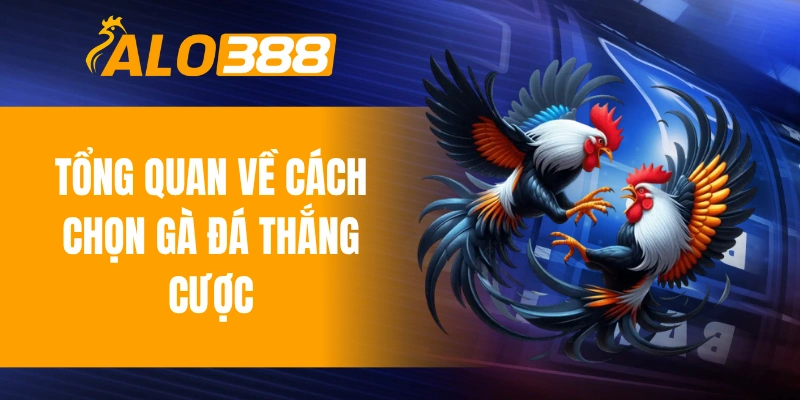 Tổng quan về cách chọn gà đá thắng cược