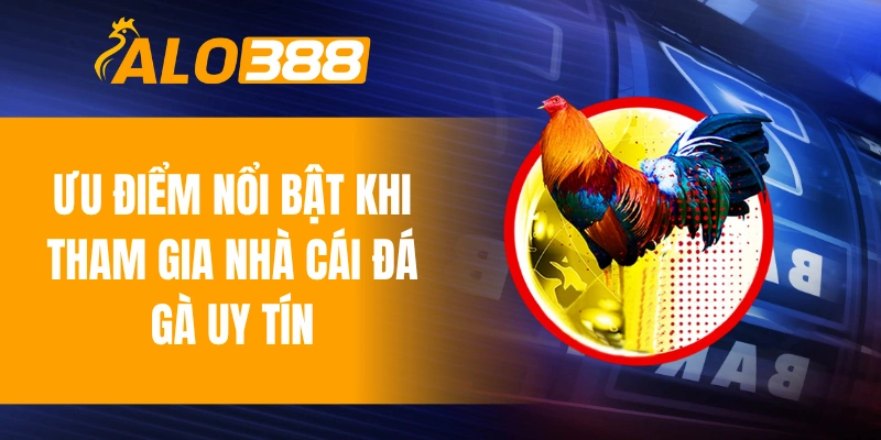 Ưu điểm nổi bật khi tham gia nhà cái đá gà uy tín